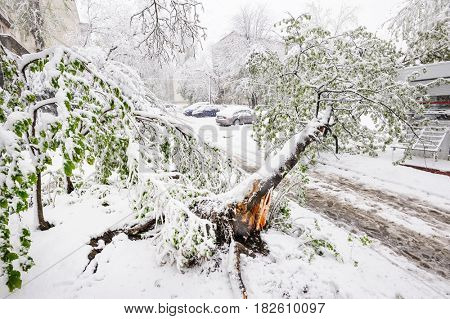 Chisinau, Republic of Moldova - April 20, 2017: Tree with green spring leaves fallen under the heavy snow, near small convenience store