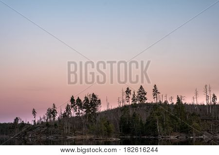 Pastel sunset over tree remains in area hit previously by forest fire at Tyresta National Park, Stockholm, Sweden