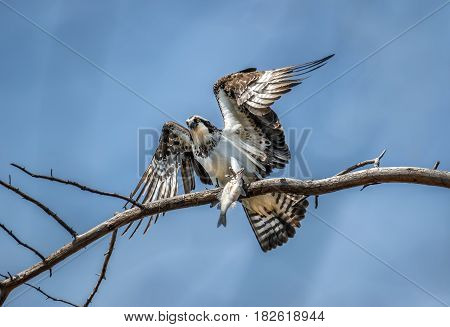 Osprey on a tree branch holding a freshly caught fish talons