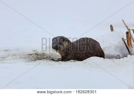 european otter (lutra lutra) in winter. Location: Comana Natural Park Romania