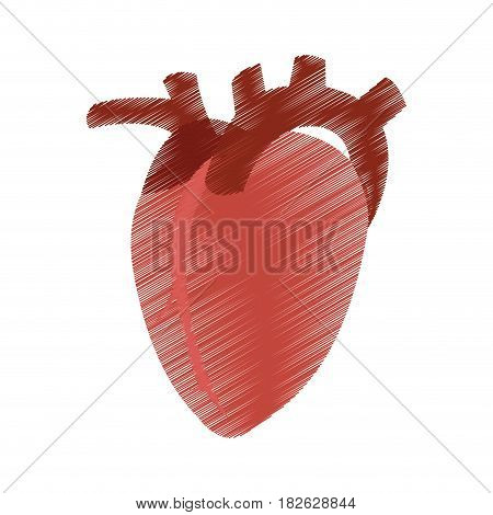 human heart icon image vector illustration design