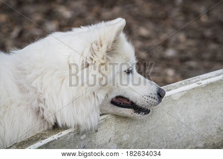 Samoyed Family Dog With Fluffy White Fur