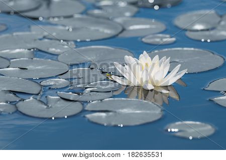 White Water Lily Flower On Mirror Blue Lake Surface