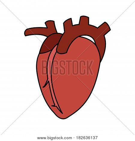 human heart icon image vector illustration design