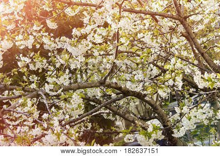 Blossom tree over nature background at sunset