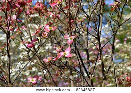 DOGWOOD TREES, PINK AND WHITE, SKY IN BACKGROUND.