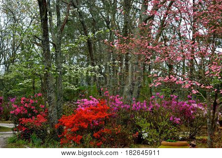 Azaleas, and dogwood trees, mass of beautiful color.