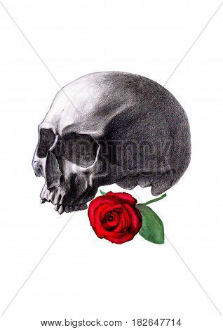 Hand drawn human skull and watercolor red rose isolated on white background