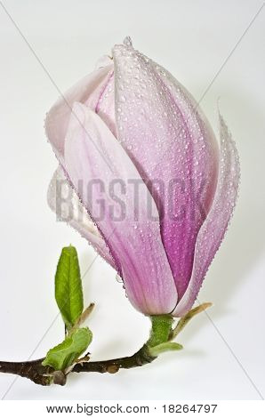 Pink Magnolia