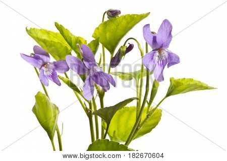 A few blossoming wild violets close up.Violets isolated on a white background.