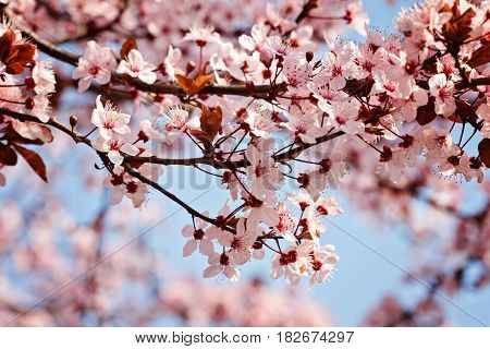 Branch of cherry tree with flowers at the earlier spring with copy space