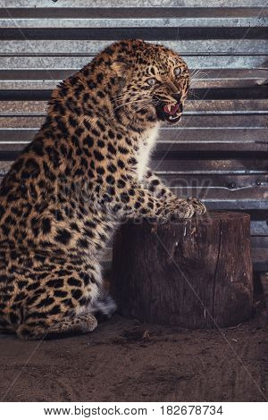 Portrait of the female leopard from fast east in a zoo