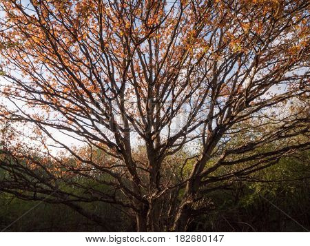 A Gorgeous Autumn Tree With Sunset Light Cast Over Half Of It And Golden Red Leaves And Bare Branche