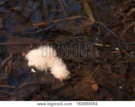 A Tuft Of White Hairy Feather Resting On The Top Surface Of A River With Rippes And Twigs And Leaves