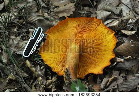 Swiss knife next to Omphalotus olearius or orange jack o lantern mushroom gills show size of this toxic mushroom,