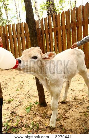 White Newborn Calf Drinking Milk From Bottle