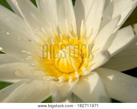 Macro Pollen Of Lotus ( Nymphaea Nouchali, Water Lilly) By The Rich Colors Of The Deep Blue Water Su