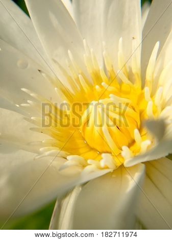 Macro Pollen Of Lotus ( Nymphaea Nouchali, Water Lilly) By The Rich Colors Of The Deep Blue Water Su