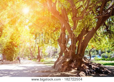 Public Park In Santiago, Chile