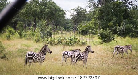 four zebras grazing grass in the wild
