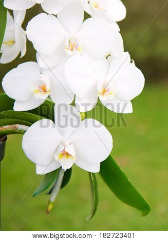 Beautiful white orchid flowers isolated on green background.
