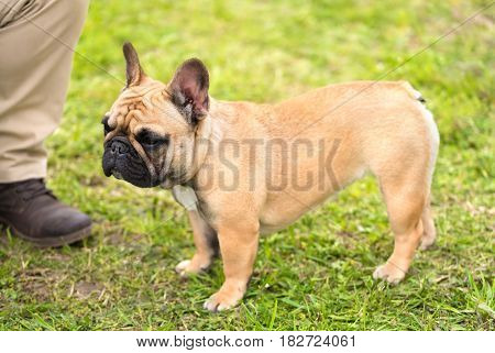 French Bulldog Standing In The Park