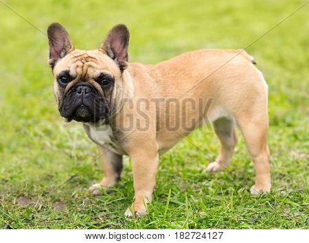French Bulldog Standing In The Park