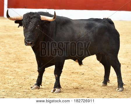 spanish bull in bullring with big horns