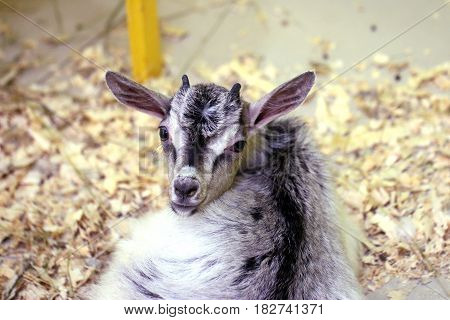 Decorative domestic goat in a zoological enclosure as an exhibit of wildlife