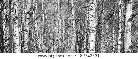 Beautiful landscape with birches. Black and white panorama with birches in retro style. Birch grove in autumn. The trunks of birch trees. Black and white panoramic photo of birch trunks.