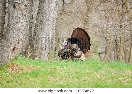 Wild Tyrkiet (meleagris domesticus)