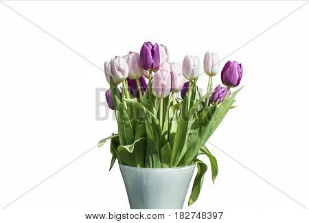 Spring bouquet of pink and white tulips isolated on the white background in a bucket version 2