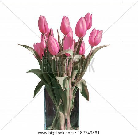 Spring bouquet of pink tulips isolated on the white background in a bucket version 4