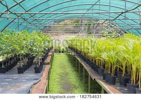 Tree and tropical plant in nursery Martinique