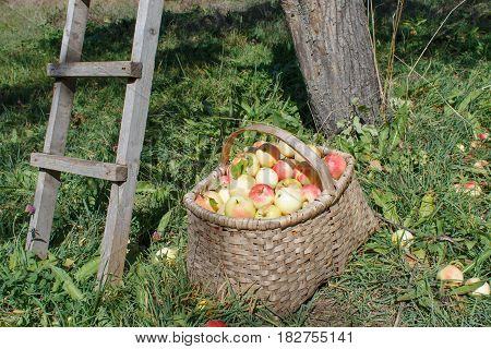Organic apples in basket in summer grass. Apple orchard. Fresh apples in nature