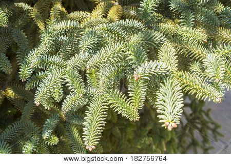 Abies Pinsapo branches in a nice garden