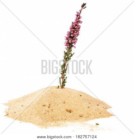 Pile of yellow sand and common heather twig isolated on white background