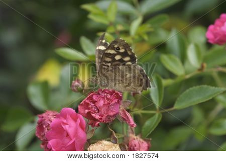 Specled legno farfalla su Rose