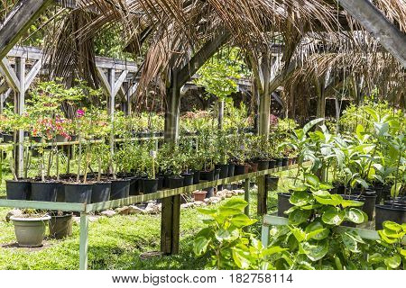 Tree and tropical plant in nursery Martinique