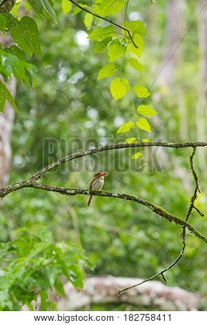 Banded Kingfisher catching on a tree branch in the forest, Thailand