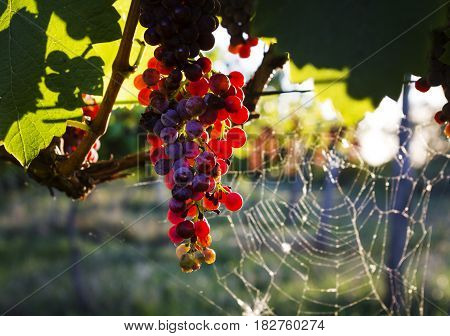 The grapes in the vineyard. Wine region of South Moravia Czech Republic.