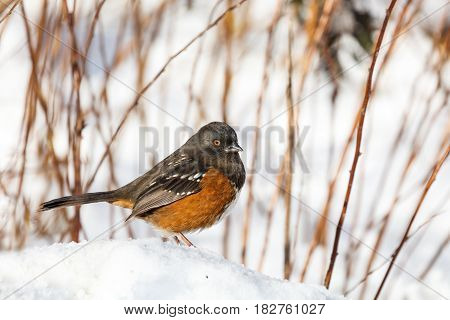 Spotted Towhee And Snow