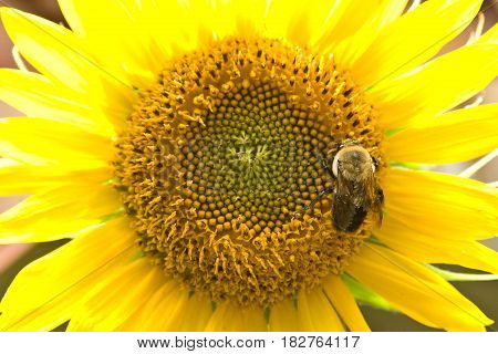 Bumble bee pollinating a sunflower (Helianthus Annuus)