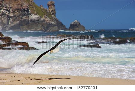 Seagull swooping on Dias beach. The Cape of Good Hope, Cape Town, South Africa.