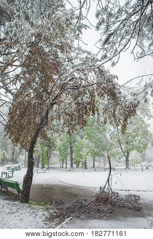 Chisinau, Republic Of Moldova - April 20, 2017: Tree Branch With Green Spring Leaves Broken By Heavy