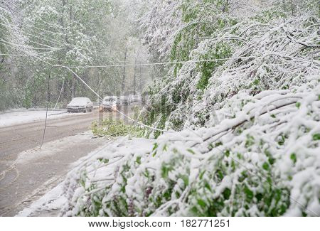 Chisinau, Republic Of Moldova - April 20, 2017: Tree Branch With Green Spring Leaves Broken By Heavy