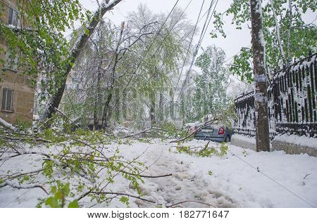 Chisinau, Republic Of Moldova - April 20, 2017: Tree Branch With Green Spring Leaves Broken By Heavy