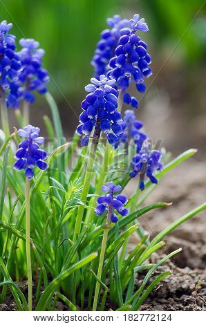 small blue flowers bloom in spring muskari outdoors
