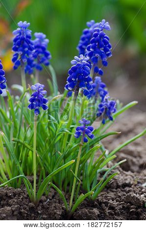 Small Blue Flowers Bloom In Spring Muskari