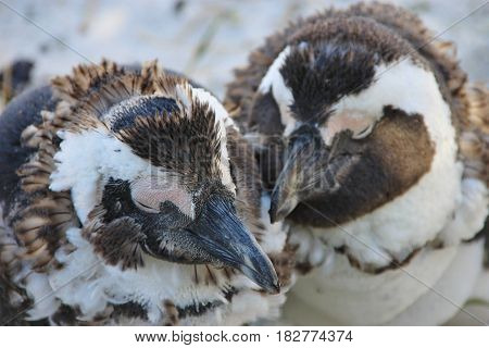 Two molting african penguins is staying next to each other. Boulders Beach in Cape Town, South Africa.